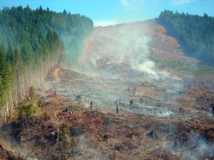 Forest Health and Climate | KBOO