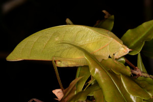 Some katydids are the size of russet potatoes Some katydids are the size of russet potatoes