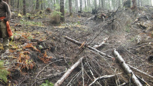 Slash on the trail, Drum Timber Sale, 2016 (Bark, via Creative Commons)