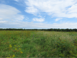 Sheboygan Marsh State Wildlife Area Photo: Mark Vaughan