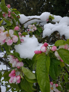 apple blossoms and snow event April 11, 2022 apple blossoms and snow event April 11, 2022