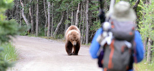 Bear approaching a hiker "National Park Service"