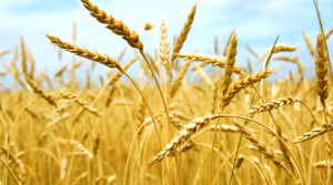 close up photo of wheat