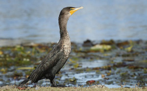 cormorant