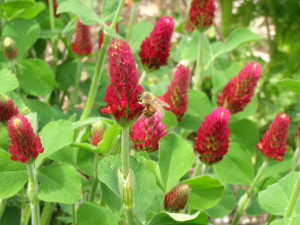 crimson clover crimson clover