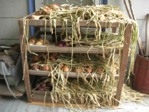 Onions air-drying, getting ready for storage