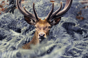 Elk in ferns