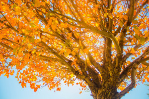 tree with autumn orange leaves