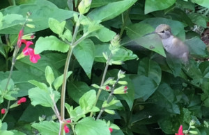 Anna's Hummingbird feeding on salvia Anna's Hummingbird feeding on salvia