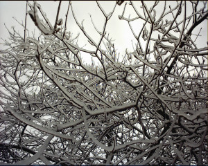 Yeah, not the time to prune fruit trees Yeah, not the time to prune fruit trees