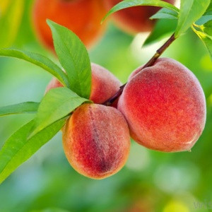 peaches on the tree