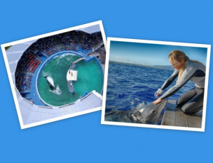 Orca in small tank; woman petting shark