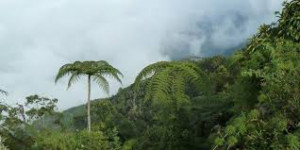 Rainforest Rainforest