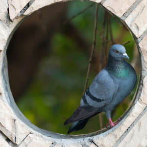 Picture of a blue homing pigeon perched inside a round hole in a wall