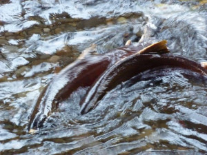 Salmon spawning in the Columbia Gorge