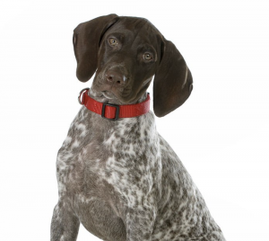 Young shorthaired pointer dog sitting