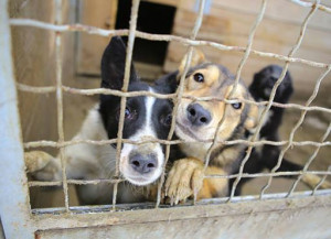 shelter dogs behind kennel fence