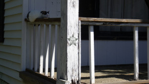 A cat napping on a porch, with the Self Help Radio logo superimposed on the porch