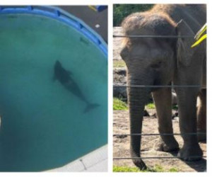 orca in tank and elephant at zoo