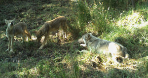 White River wolf pack pups