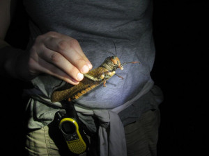 Laurel holds a grasshopper Laurel holds a grasshopper