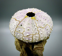 2_ocean_scars._courtesy_of_portland_japanese_garden_photo_by_naoko_fukumaru.jpg 2_ocean_scars._courtesy_of_portland_japanese_garden_photo_by_naoko_fukumaru.jpg