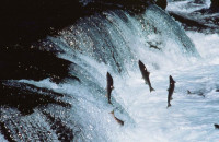 Adult sockeye salmon leap over a waterfall