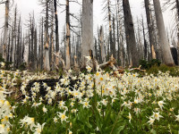 avalanche lilies on Vista Ridge Trail avalanche lilies on Vista Ridge Trail