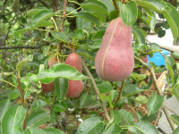 Red Bartlett pear Red Bartlett pear