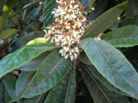 Honey bee on loquat blossoms in November