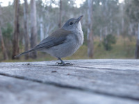 Australian Bird