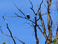 Bald eagle in bare tree at Ridgefield, WA Bald Eagle in bare tree at Ridgefield, WA