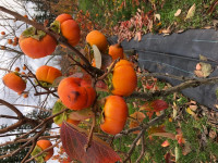 persimmons