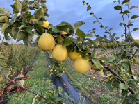 quince ready for picking