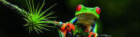 rainforest frog