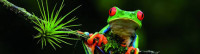 rainforest frog rainforest frog