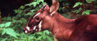 Saola: the last unicorn