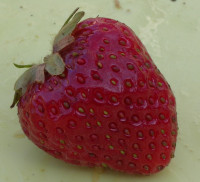 Hood strawberry