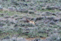 Journey the wolf--a.k.a. OR-7 (Creative Commons)